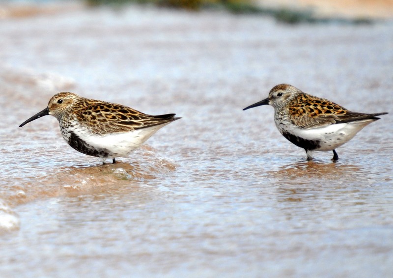 [dunlin18]
