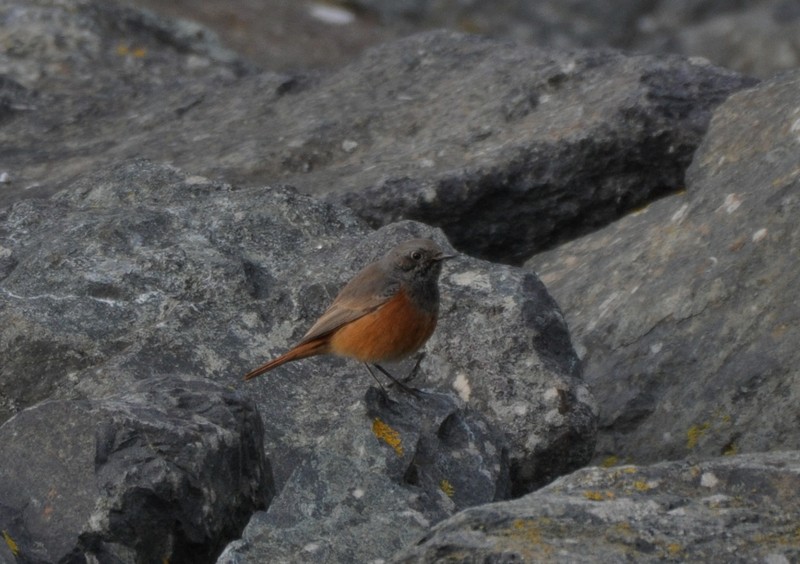[easternblackredstart1]