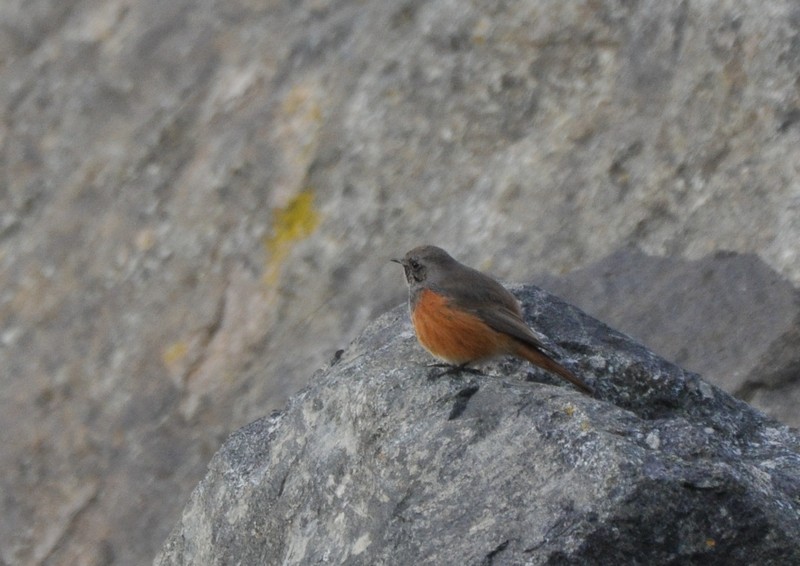 [easternblackredstart2]