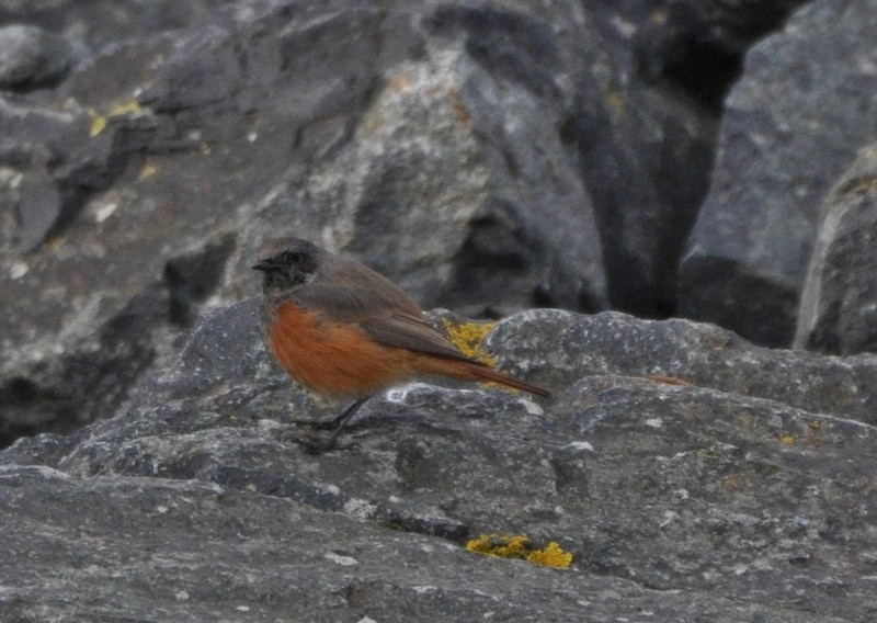 [easternblackredstart6]