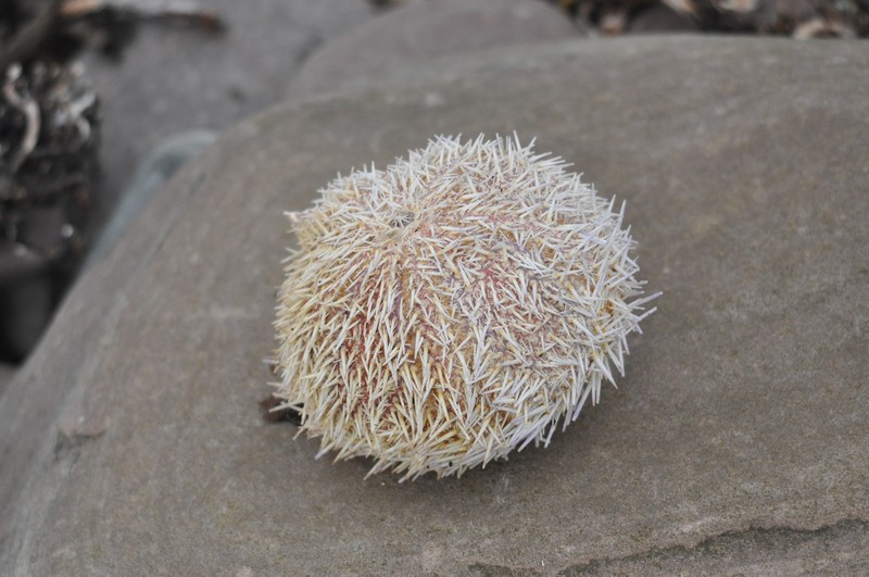 [edibleseaurchin1]