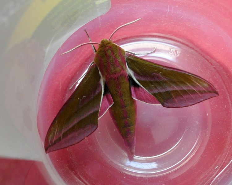 [elephanthawkmoth1]