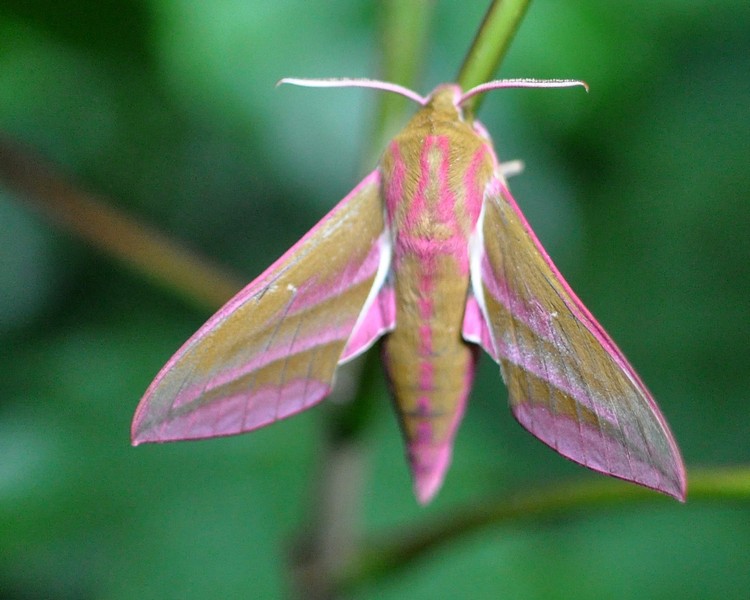 [elephanthawkmoth7]