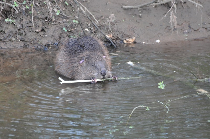 [europeanbeaver10]