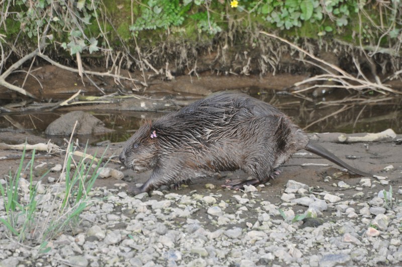[europeanbeaver6]