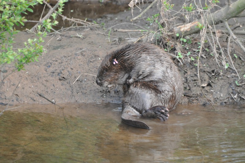 [europeanbeaver8]