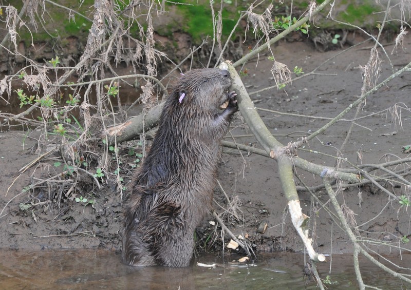 [europeanbeaver9]