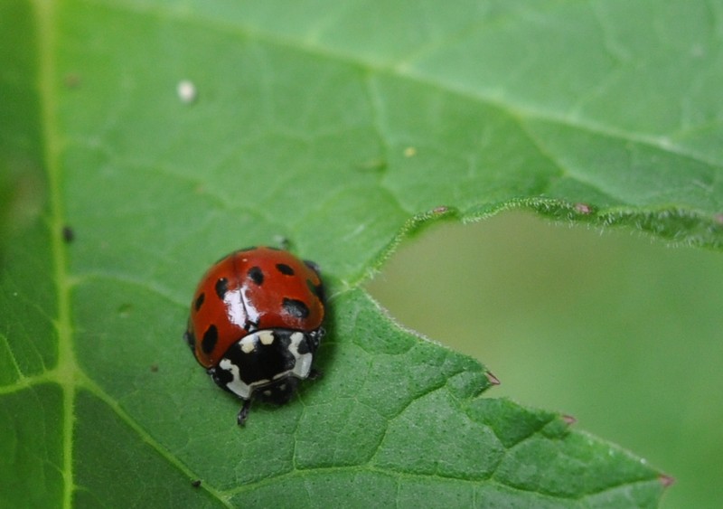 [eyedladybird1]