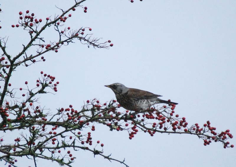 [fieldfare2]