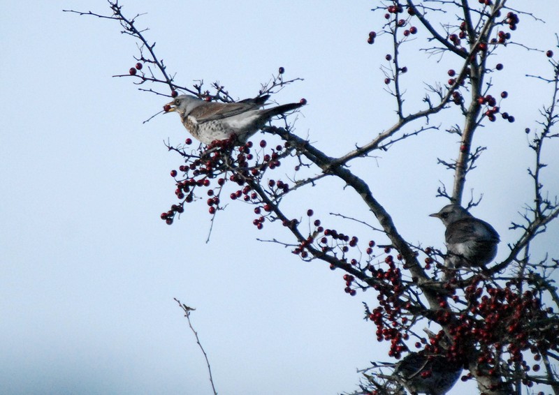 [fieldfare4]