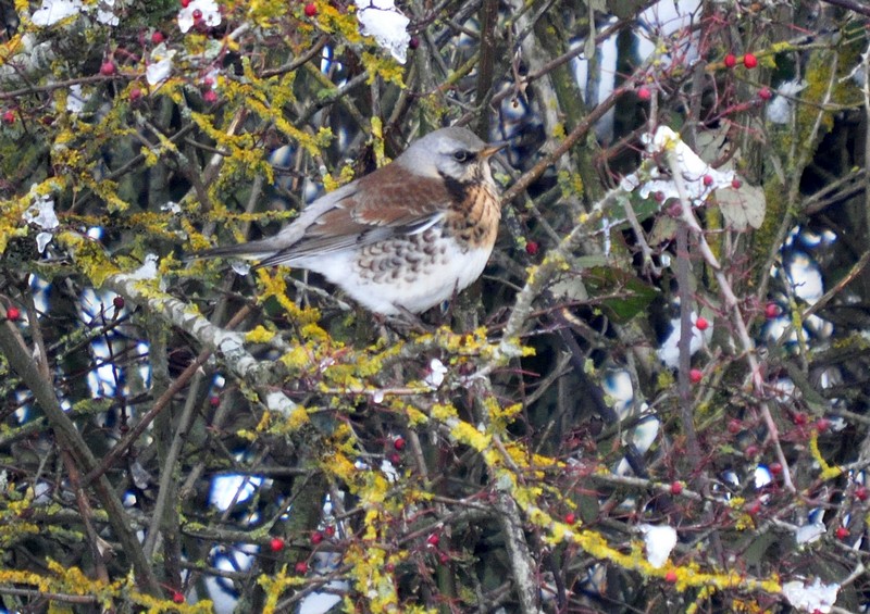 [fieldfare6]