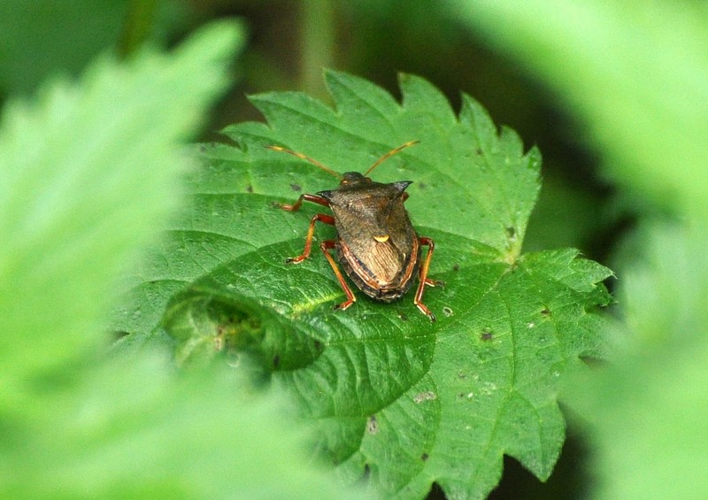 [forestbug1]