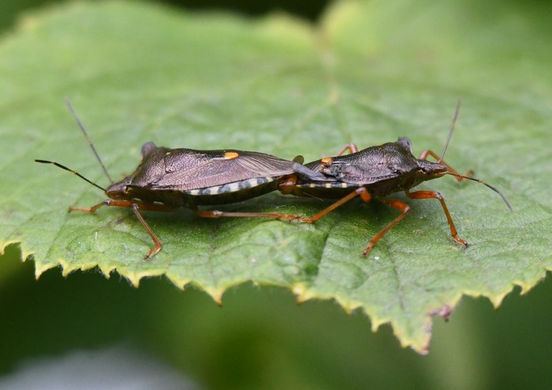 [forestbug2]
