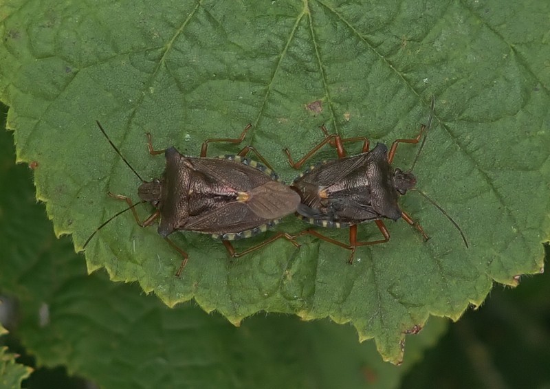 [forestbug3]