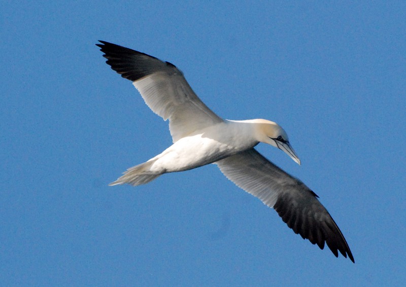 [gannet1]