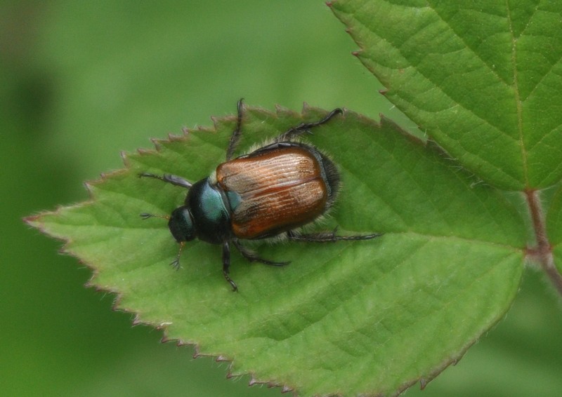 [gardenchafer1]