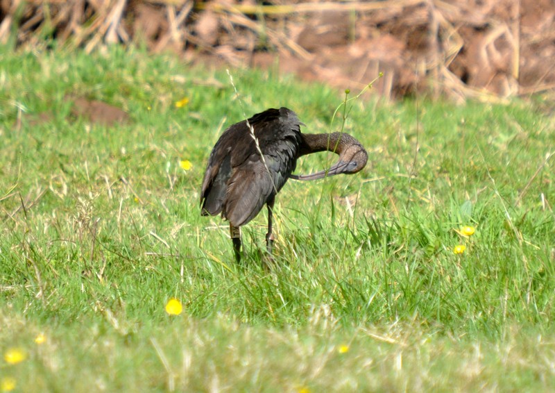 [glossyibis3]