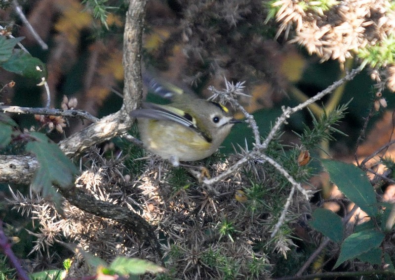 [goldcrest1]