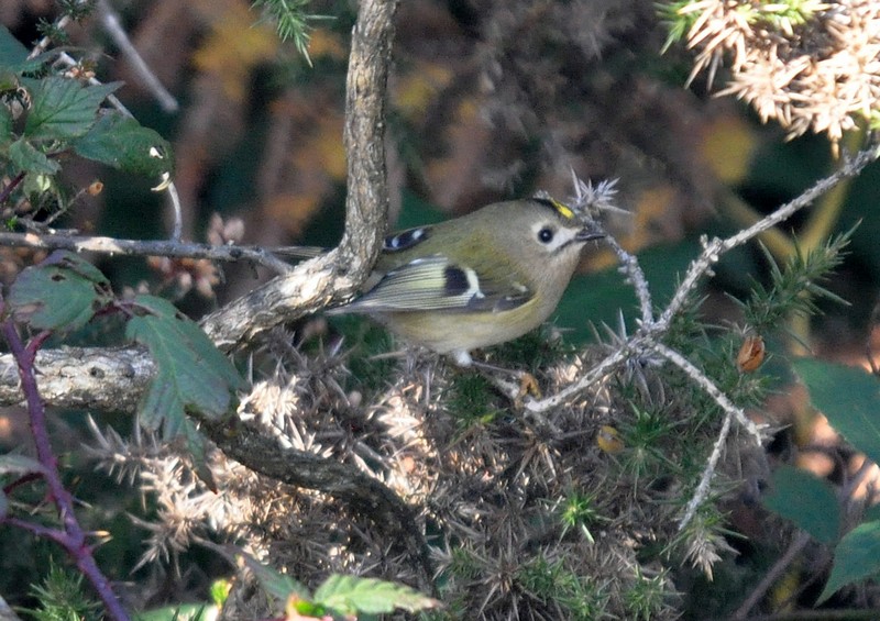 [goldcrest2]