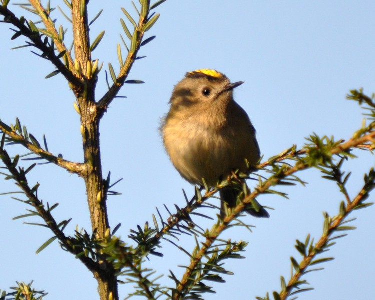 [goldcrest5]
