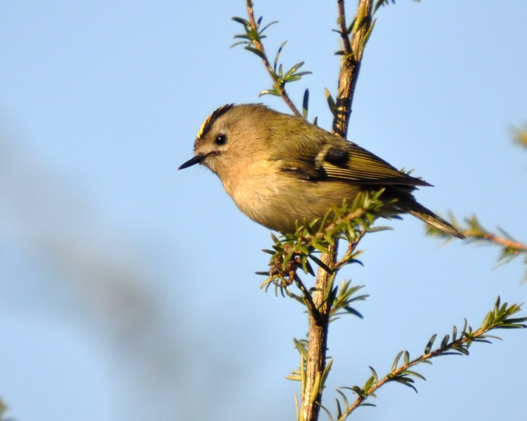 [goldcrest6]