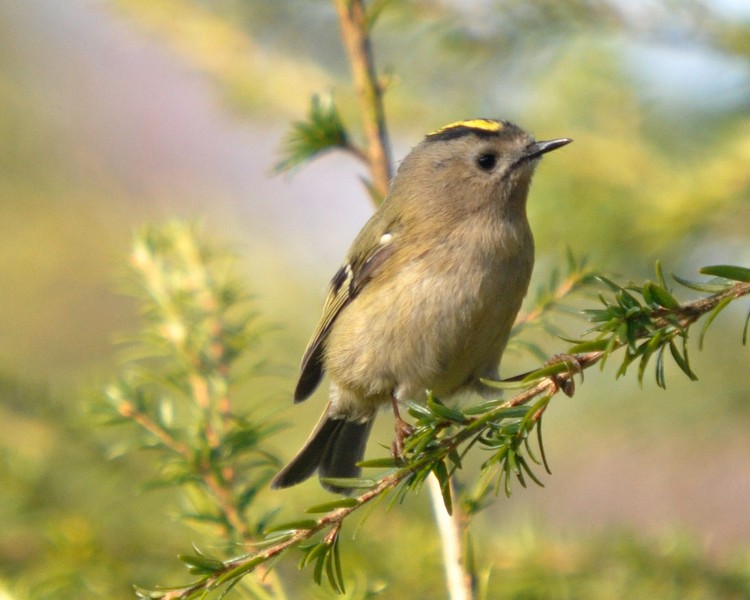 [goldcrest7]