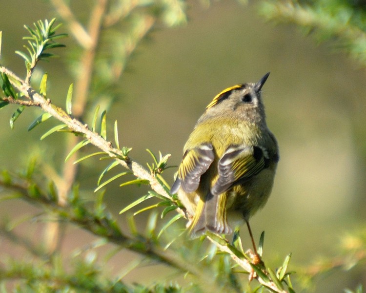 [goldcrest8]