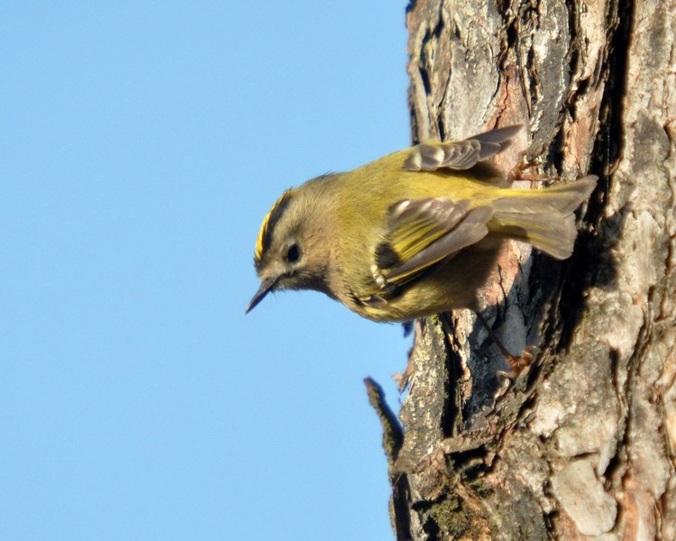 [goldcrest9]