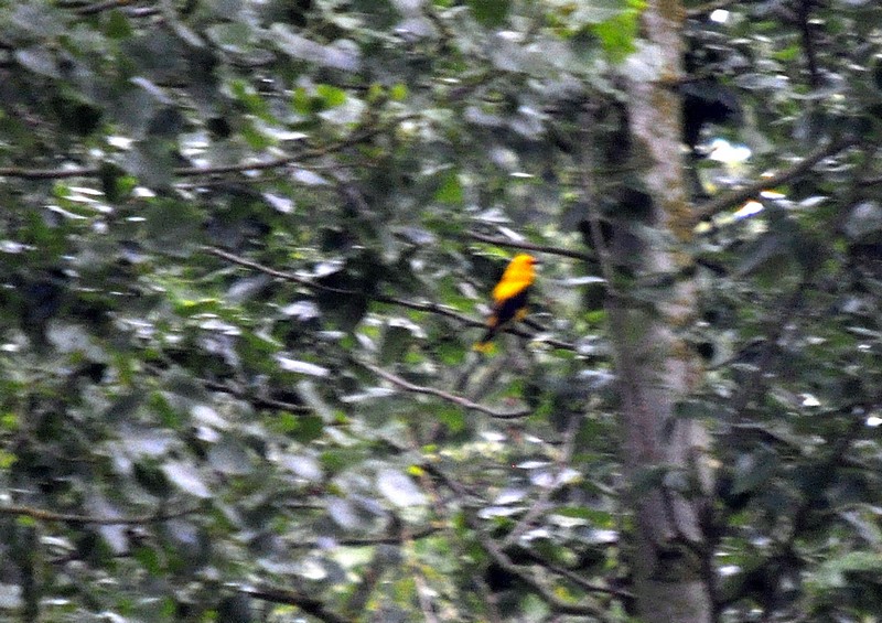 [goldenoriole2]