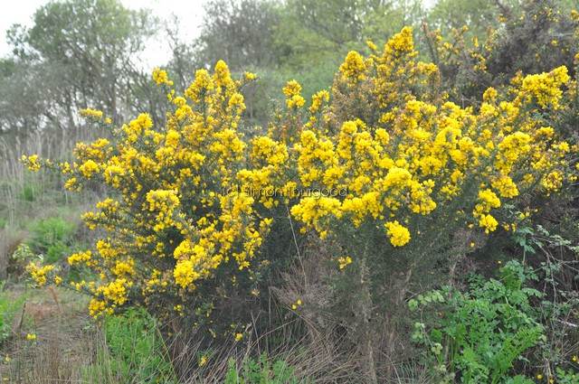 [gorse1]