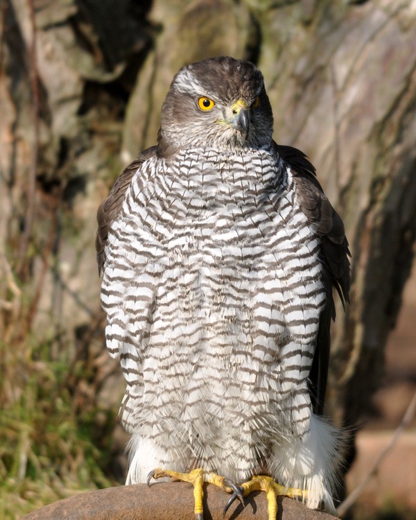 [goshawk7]