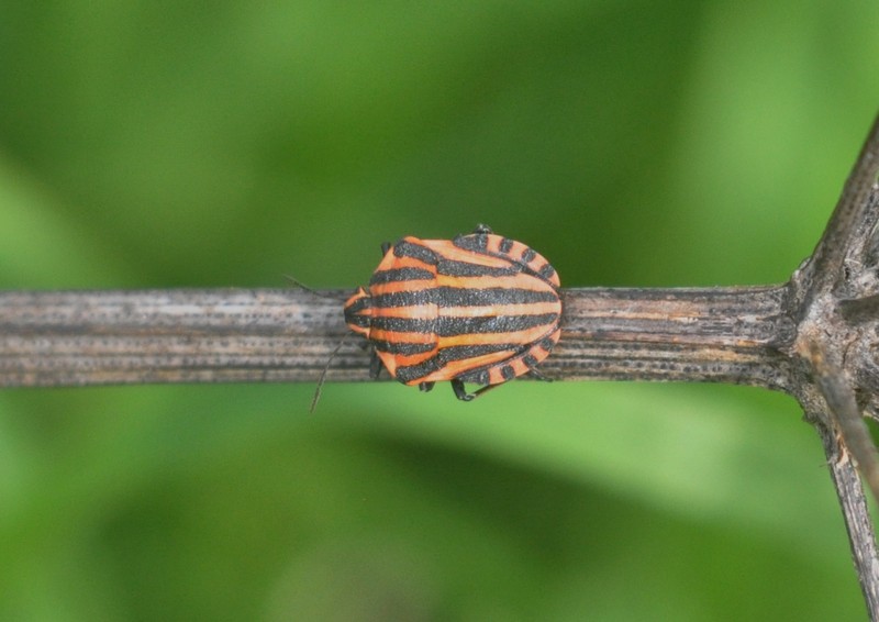 [graphosomaitalicum3]