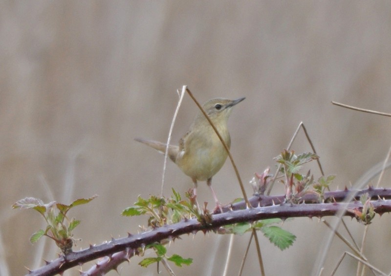 [grasshopperwarbler1]