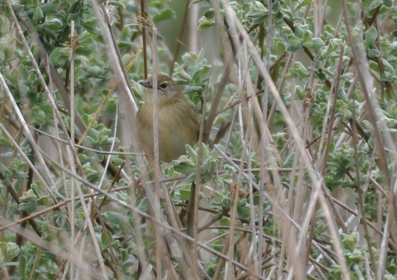 [grasshopperwarbler3]