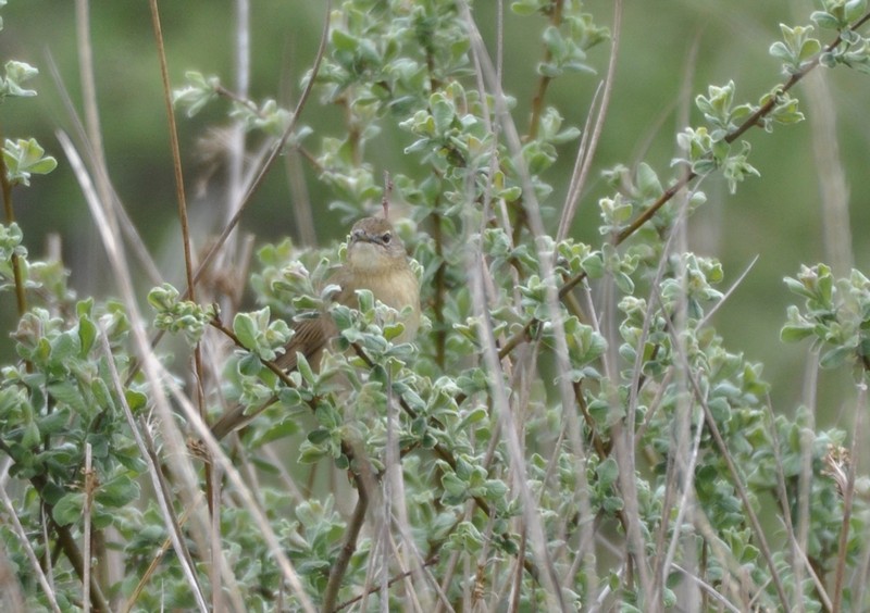 [grasshopperwarbler5]