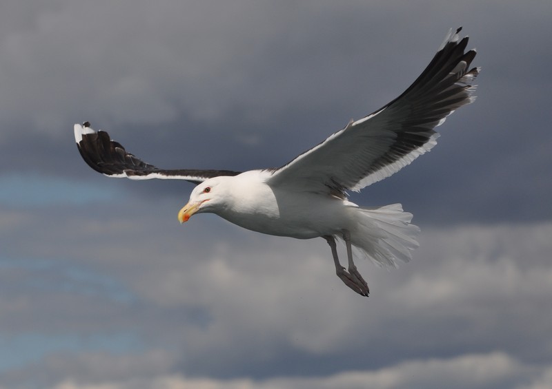[greatblackbackedgull9]