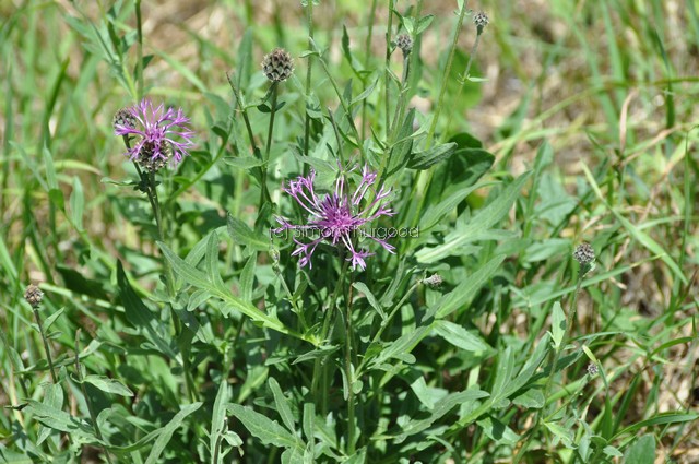 [greaterknapweed1]