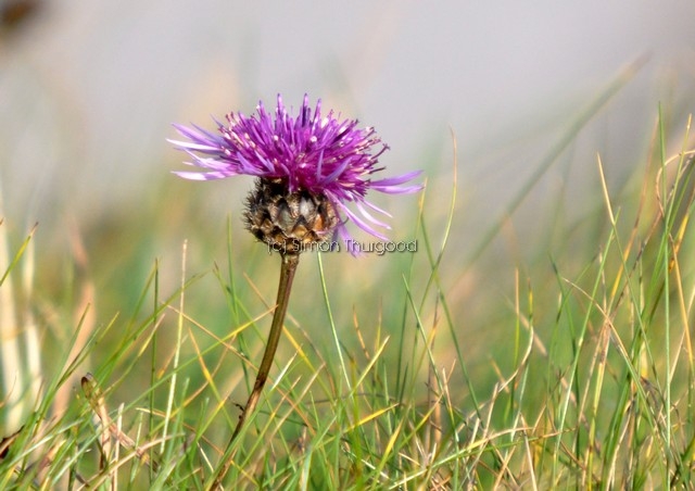 [greaterknapweed2]