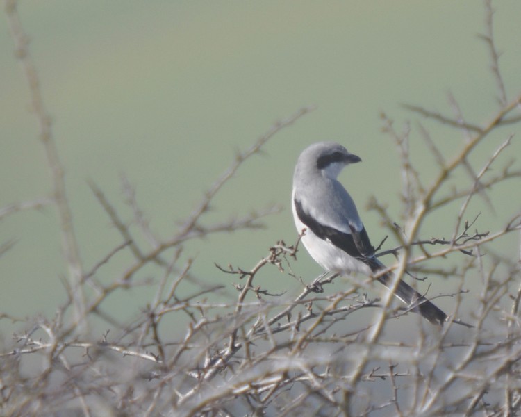 [greatgreyshrike01]