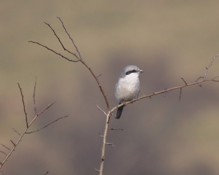 [greatgreyshrike5]