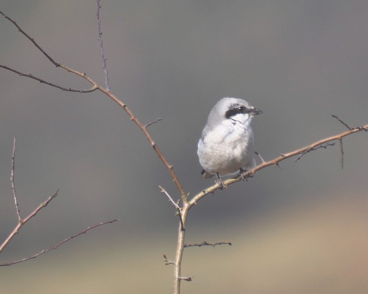 [greatgreyshrike8]