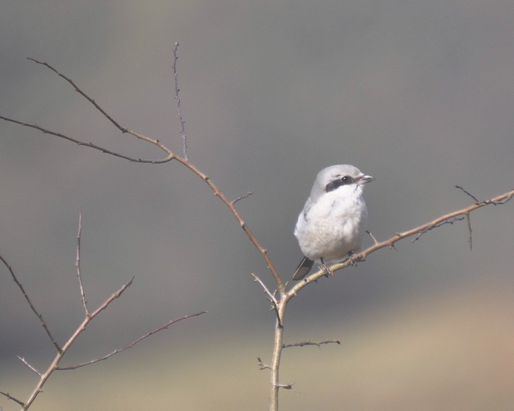 [greatgreyshrike9]