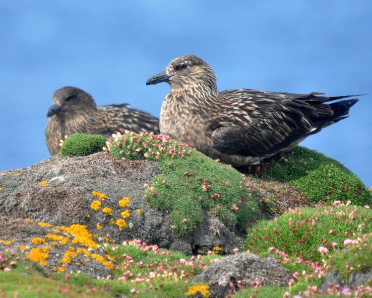 [greatskua10]