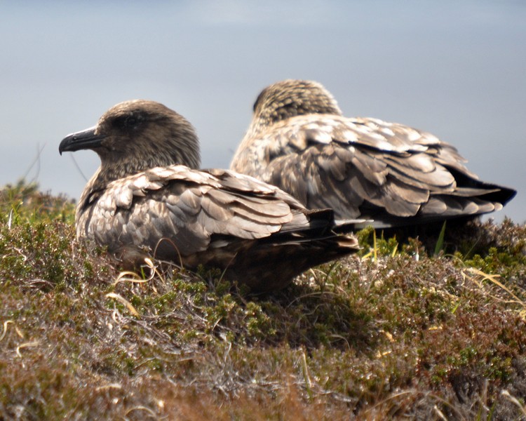 [greatskua11]