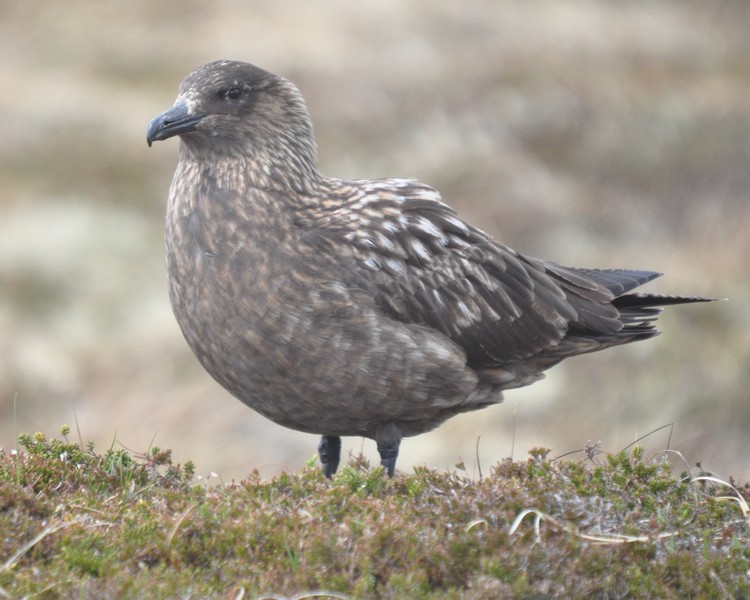 [greatskua12]