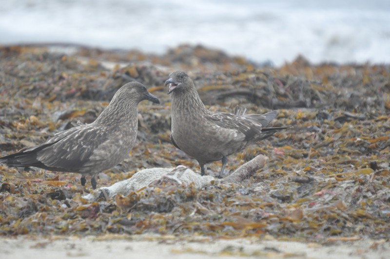 [greatskua13]