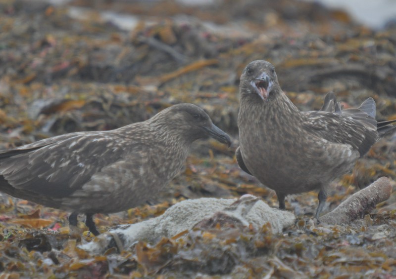 [greatskua14]