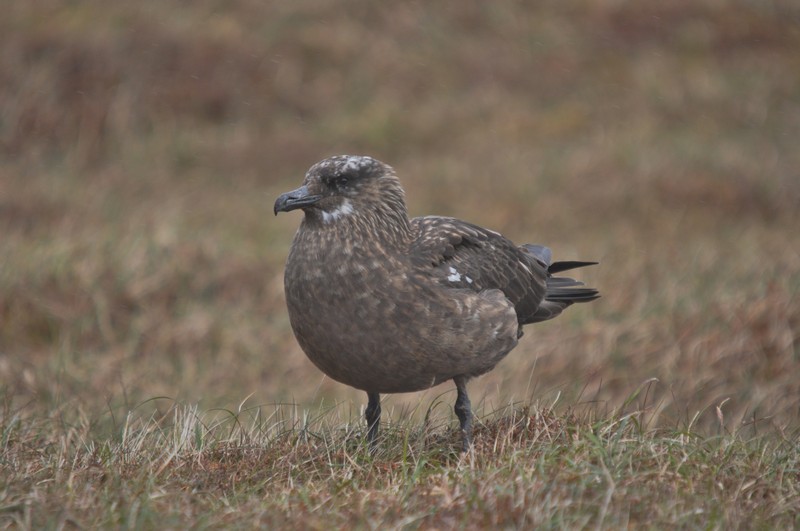 [greatskua15]