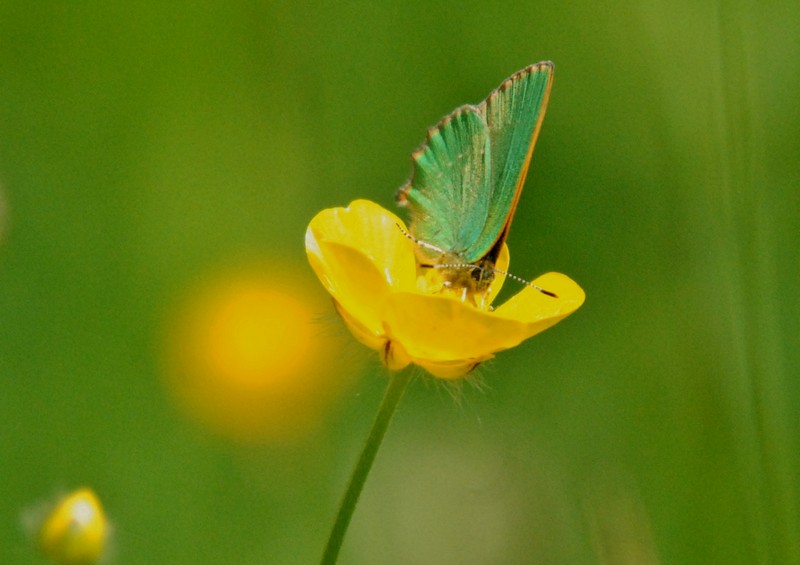 [greenhairstreak2]