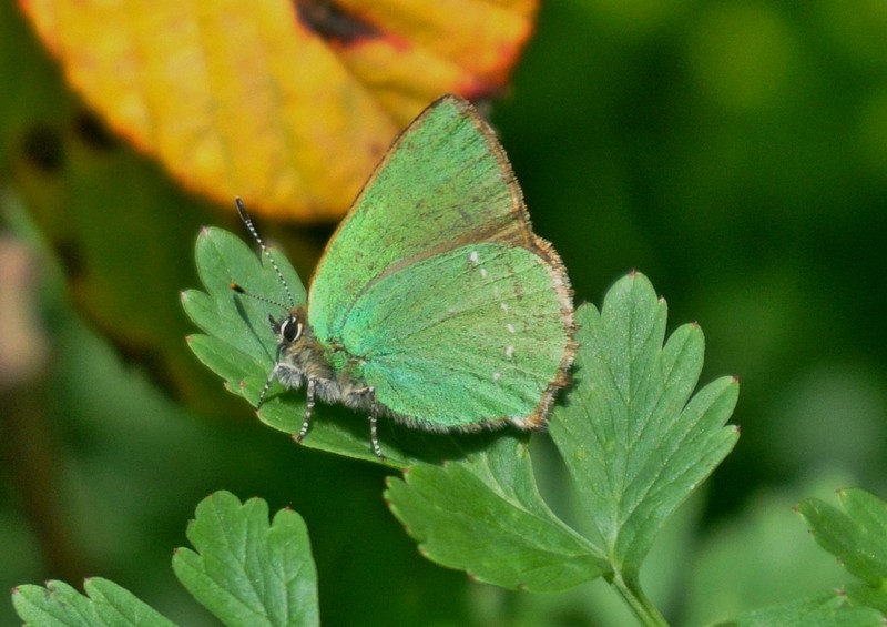 [greenhairstreak7]